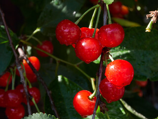 Cherry tree ripe fruit close shot