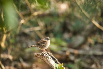 Dunnock on a branch