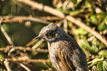 Dunnock