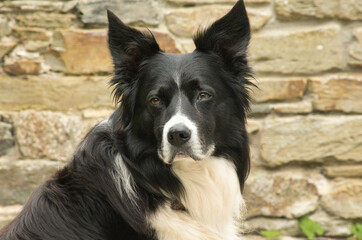 border collie dog with stone background