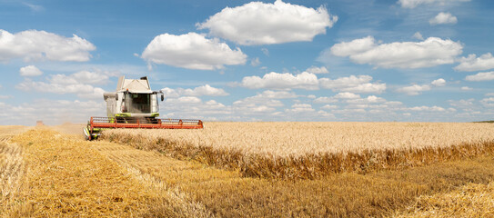 The combine harvester removes ripe wheat. Agricultural work, harvesting grain in the field.