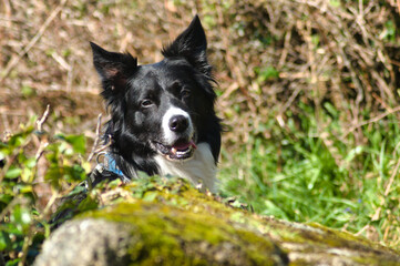 border collie dog behind a mossy rock