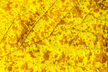 brown and yellow autumn leaf with visible detail