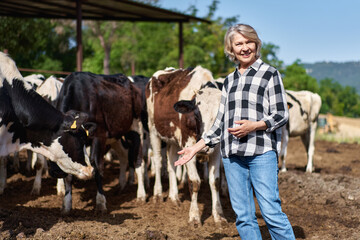 mature woman worker at cow livestock farmers on the background of cows