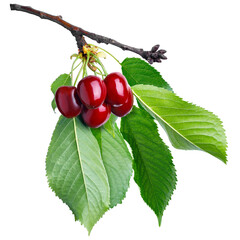 fresh red cherries on branch with leaves isolated on white