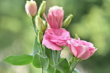 pink roses in garden