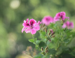 Obraz premium pink flowers in the garden