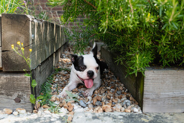 Boston Terrier dog lying in a sheltered part of a garden between two raised planting beds surround by wooden sleepers. - 515905868