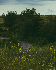Landscape with river
