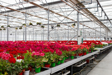 Flowers in a large glass greenhouse