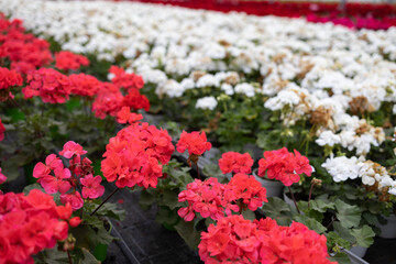 Rows with multi-colored flowering geraniums in  the greenhouse for growing flowers