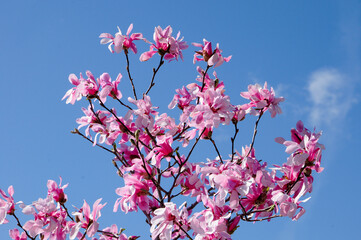 Pink Magnolia Flowers Against A Blue Sky