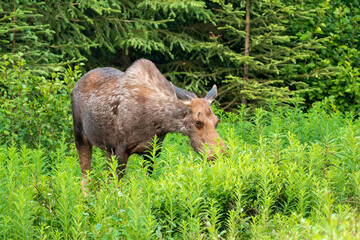 Female Moose Eating Alongside Sterling Highway
