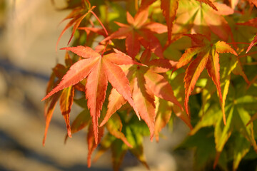 日本楓の葉のクローズアップ