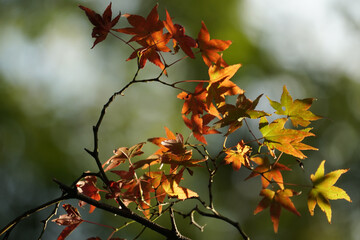 日本楓の紅葉