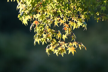 Obraz premium 日本楓の紅葉