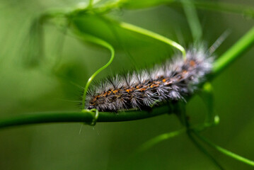 caterpillar on a branch