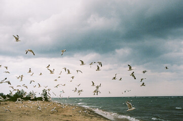 Flying birds on the Great Lakes