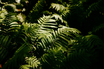 Light and Shadows on a fern leaf