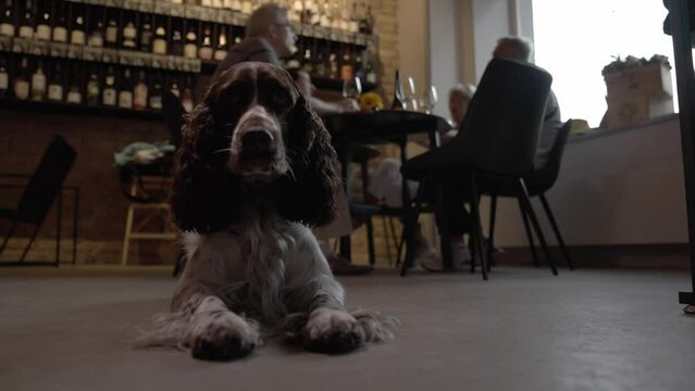 4k video of English Springer Spaniel in a dark room waiting for orders. Hunter dog.