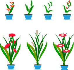 Fototapeta na wymiar beautiful flowers and plants in pots