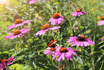 Echinacea with bumblebees and butterflies