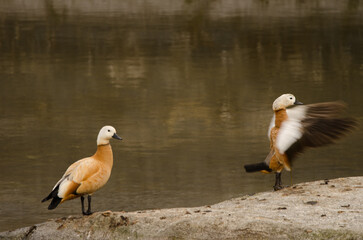 Pair of ruddy shelducks Tadorna ferruginea. Tecina. San Sebastian de La Gomera. La Gomera. Canary Islands. Spain.