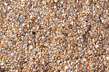 The texture of the summer sea beach - sand with small shells, top view. Summer natural background