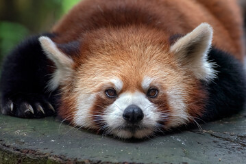 Beautiful images of a red panda 