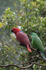 Red and green lory parrots with their vivid and beautiful feather on a tree branch