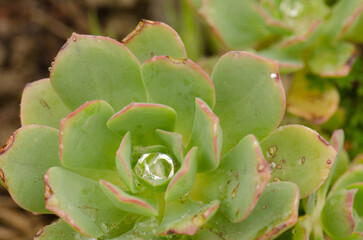 Tree houseleek Aeonium gomerense covered with water drops. Agulo. La Gomera. Canary Islands. Spain.