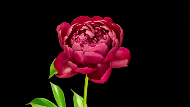A beautiful red peony blooms on a black background. Time lapse, close-up. Wedding background, Valentine's day concept. Timelapse video 4K UHD.