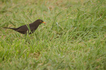 Male common blackbird Turdus merula cabrerae with food for its chicks. Tecina. San Sebastian de La Gomera. La Gomera. Canary Islands. Spain.