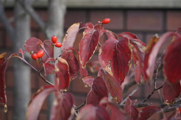 紅葉したハナミズキ