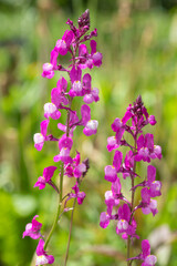 Moroccan toadflax (linaria maroccana) flowers in bloom