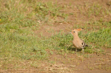Eurasian hoopoe Upupa epops. Tecina. San Sebastian de La Gomera. La Gomera. Canary Islands. Spain.
