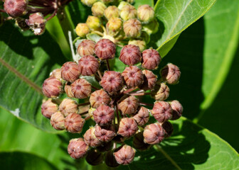 Common Milkweed