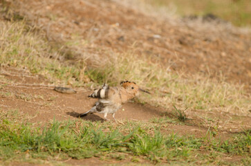 Eurasian hoopoe Upupa epops shaking its plumage. Tecina. San Sebastian de La Gomera. La Gomera. Canary Islands. Spain.