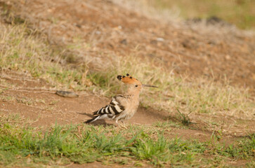 Eurasian hoopoe Upupa epops. Tecina. San Sebastian de La Gomera. La Gomera. Canary Islands. Spain.