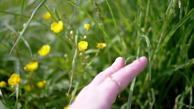 Female Hand Touches Juicy Green Grass and Flowers on Nature in Rays of Sunlight. Enjoying nature in forest. Fingers stroke growing fresh, thick grass, yellow wildflowers. Colorful nature. Springtime.