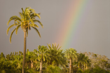 Fototapeta premium Rainbow over a garden. Tecina. San Sebastian de La Gomera. La Gomera. Canary Islands. Spain.