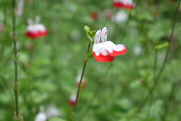 Szałwia drobnolistna w kolorze bieli i czerwieni