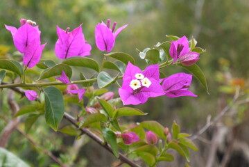 Fioletowy kwiaty krzewu Jaracanda z Teneryfy