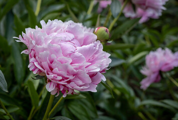 Pink peony (Paeonia sp) flowers on green background.