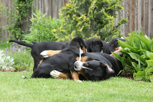Bitch of Greater Swiss Mountain Dog with its puppies