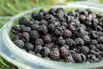 Glass plate with a fresh harvest of a black raspberry.