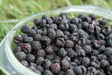Glass plate with a fresh harvest of a black raspberry.