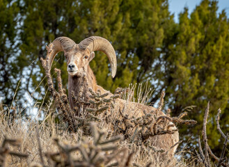 Bighorn Ram