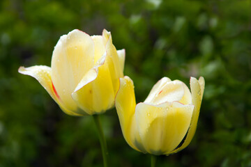 two yellow tulips with waterdrops on petals. Spring blossoming bokeh flowers on green
