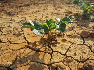 strawberry plant in dried cracked mud. dry season for fruit growers